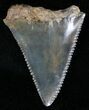 Fossil Great White Shark Tooth - #18537-1